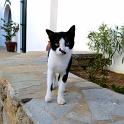 Mykonos Katzen (157)